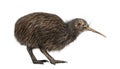 North Island Brown Kiwi, Apteryx mantelli