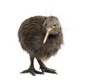 North Island Brown Kiwi, Apteryx mantelli