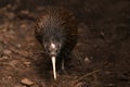 North Island brown kiwi, Apteryx mantelli Royalty Free Stock Photo