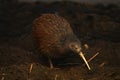 North Island brown kiwi, Apteryx mantelli Royalty Free Stock Photo