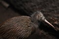 North Island brown kiwi, Apteryx mantelli Royalty Free Stock Photo