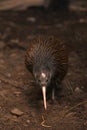 North Island brown kiwi, Apteryx mantelli Royalty Free Stock Photo