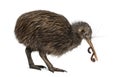 North Island Brown Kiwi eating an Earthworm Apteryx mantelli