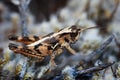 north Island grasshopper Royalty Free Stock Photo
