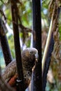 North Island Kaka chilling out in an aviary Royalty Free Stock Photo