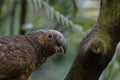 North Island Kaka chilling out about to chew a tree Royalty Free Stock Photo