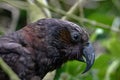 North Island Kaka perched on a branch Royalty Free Stock Photo