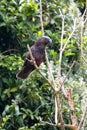 North Island Kaka perched in a tree Royalty Free Stock Photo