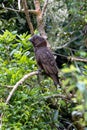 North Island Kaka perched in a tree Royalty Free Stock Photo