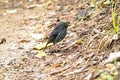 North Island Robin, or Toutouwai in the bush Royalty Free Stock Photo