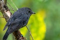 North Island Robin, or Toutouwai in the bush Royalty Free Stock Photo