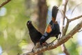 Saddleback Endemic Wattlebird of New Zealand