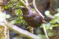 Saddleback Endemic Wattlebird of New Zealand