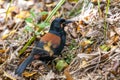 Saddleback Endemic Wattlebird of New Zealand