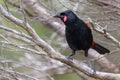 Saddleback Endemic Wattlebird of New Zealand