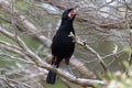 Saddleback Endemic Wattlebird of New Zealand