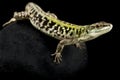 North Italian wall lizard Podarcis siculus campestris Royalty Free Stock Photo
