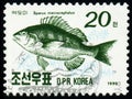 Fish Black Sea Bream Sparus macrocephalus,