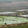 North Korea,  rice fields and peasants Royalty Free Stock Photo