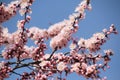 North Korea - spring - blossom Royalty Free Stock Photo