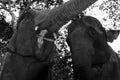 North-Laos: Elephant feeding after tourist-transport to the Pak Ou caves at at Mekong river