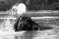 Laos: Elephant takes a bath at the Mekong river opposit of Pak Ou caves