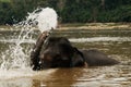 North-Laos: Elephant takes a bath at the Mekong river opposit of