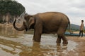 North-Laos: Elephant takes a bath at the Mekong river opposit of