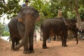 North-Laos: Elephants ready for a tourist safari