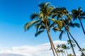 North Maui and Coconut Palm Trees at Kamole Beach Park II