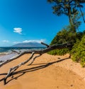 North Maui and Driftwood on Charley Young Beach Royalty Free Stock Photo