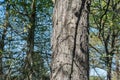 Hickory Tree In Early Spring.