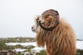 North mountain wild goat with brown fur and big horns. close up portrait shot Royalty Free Stock Photo