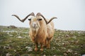 North mountain wild goat with brown fur and big horns stand at green highland valley Royalty Free Stock Photo