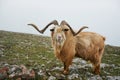 North mountain wild goat with brown fur and big horns stand at green highland valley Royalty Free Stock Photo