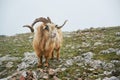 North mountain wild goat with brown fur and big horns stand at green highland valley Royalty Free Stock Photo