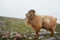 North mountain wild goat with brown fur and big horns stand at green highland valley Royalty Free Stock Photo