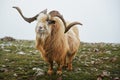 North mountain wild goat with brown fur and big horns stand at green highland valley Royalty Free Stock Photo