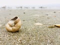 Myrtle Beach Seashell Collections Royalty Free Stock Photo