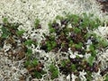 North nature, berries in the grass and moss