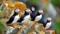 North Pacific puffins on rock