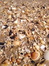 North Penajam Paser, Indonesia December 18, 2022, these are various types of small shells on the beach sand.