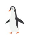 North pole arctic fauna. Polar penguin vector illustration in flat style. Little penguin fishing in the north. Arctic