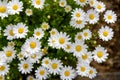 North Pole. (Leucanthemum paludosum)