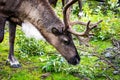 North reindeer eating meal close up portrait