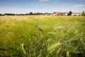 North Rhine-Westphalia, grain field, barley field Royalty Free Stock Photo