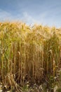 North Rhine-Westphalia, grain field, barley field Royalty Free Stock Photo