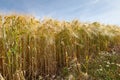 North Rhine-Westphalia, grain field, barley field Royalty Free Stock Photo