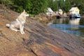 North Of Russia, Coast Of White Sea. Rocky Bay Fjord And White Siberian Husky Against The Background Of Rocks, Sea Vessels And F