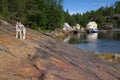 North Of Russia,Coast Of White Sea.Rocky Bay Fjord And White Siberian Husky Against Background Of Rocks,Sea Vessels And Fishing